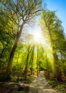 A sunlit path winding through a lush green forest with light streaming through the trees, symbolizing clarity, healing, and the guided journey of personal transformation.